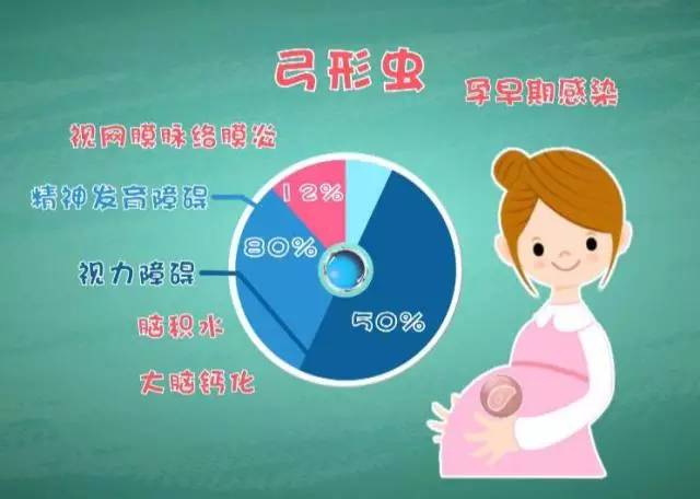 狗狗定期驱虫还会有弓形虫感染吗,养猫猫狗狗会得阴虱吗