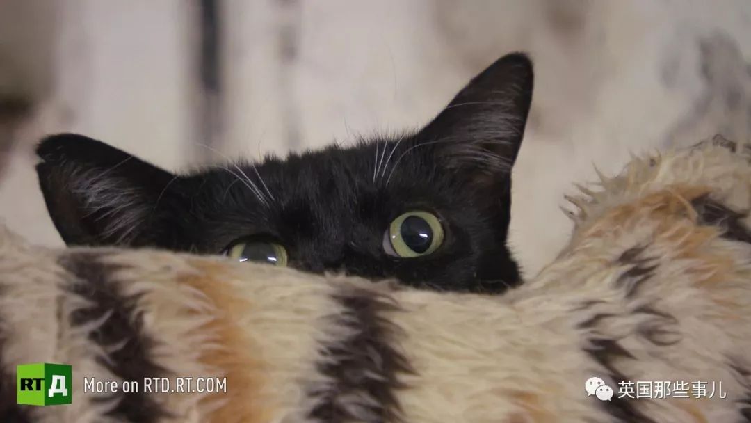 俄罗斯冬宫猫,俄罗斯冬宫里的猫