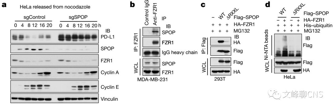 细胞周期与肿瘤治疗,肿瘤细胞的免疫逃逸与免疫治疗