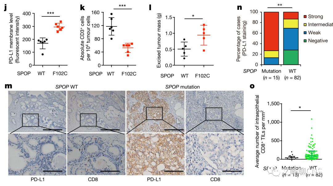 细胞周期与肿瘤治疗,肿瘤细胞的免疫逃逸与免疫治疗