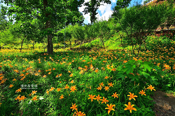 金黄花海盛开！全台六大金针花景点