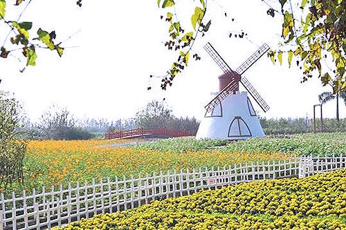 广州南沙新万顷沙百万葵园,看100年的历史去广州