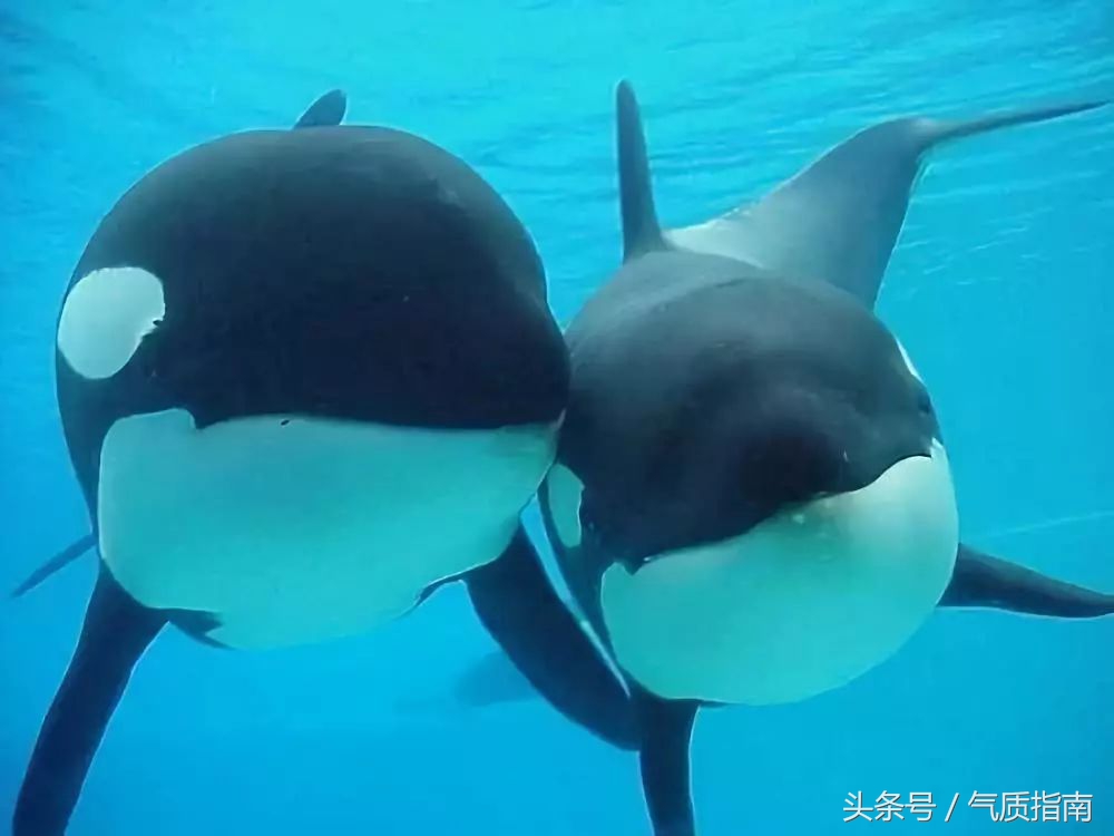 代购骗局朋友圈,朋友圈代购真实案例