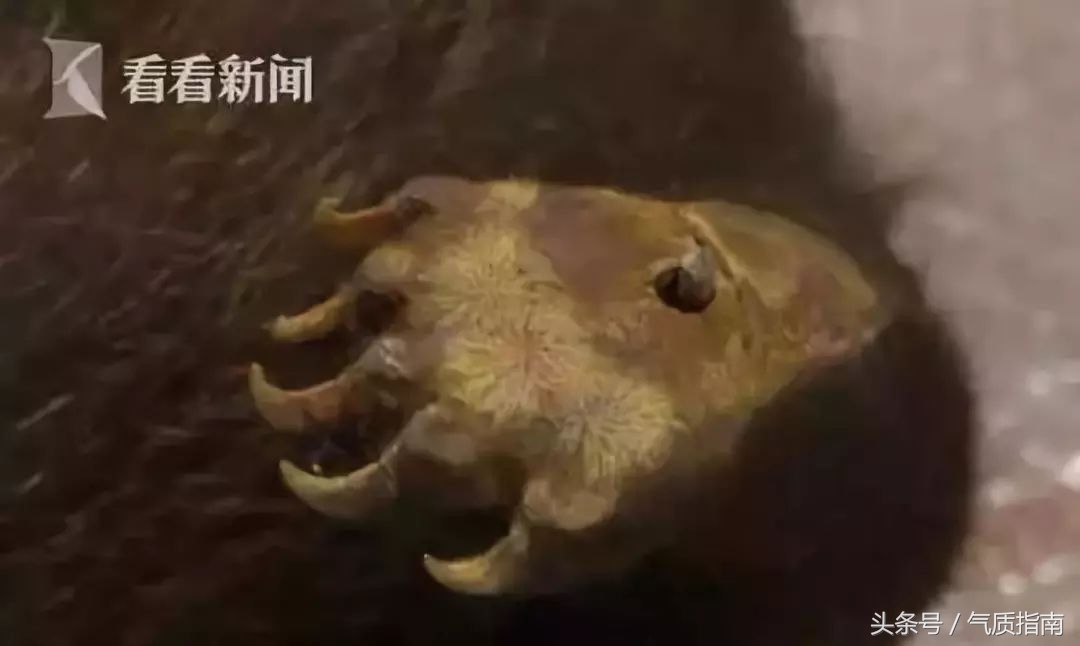 代购骗局朋友圈,朋友圈代购真实案例