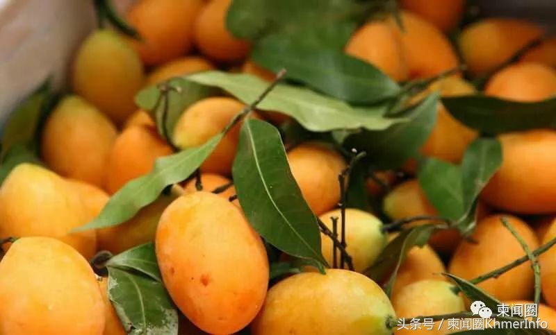 柬埔寨的特色水果有哪些,柬埔寨十大热带水果