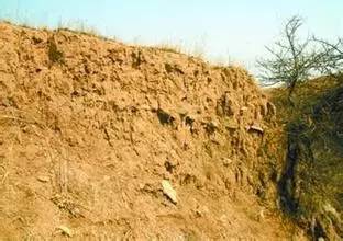 每日壹闻,考古发现世界最早茶叶