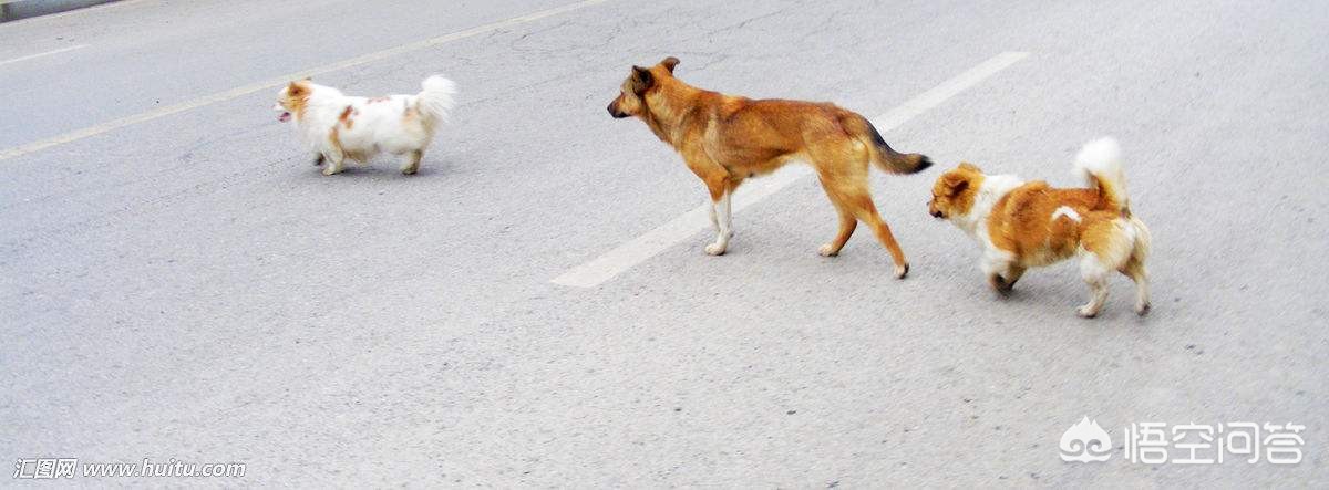 车撞狗逃逸怎么避免处罚,撞狗逃逸被罚200