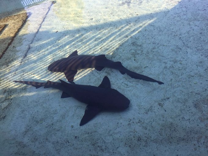 巴哈马旅游风景2020,巴哈马海滩旅游攻略