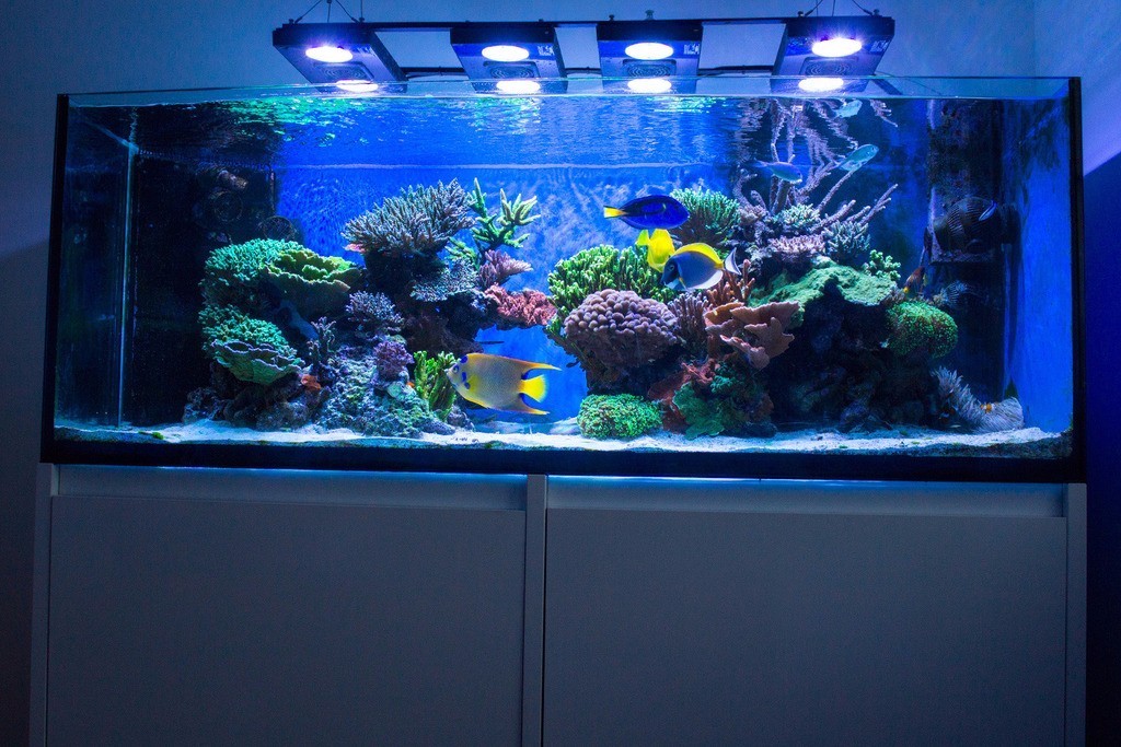 北欧古法缸,记录原生缸养鱼过程