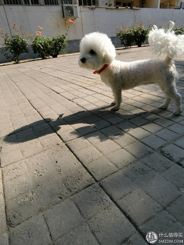 卡西欧自拍神器tr600什么时候上市,卡西欧自拍神器tr600怎么显示时间