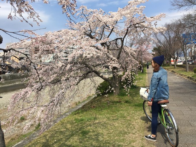 16年,关西(大阪,奈良,京都,宇治)樱花,甲子园