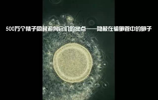 造人计划之前必须要做的几件事,造人是个很辛苦的事情