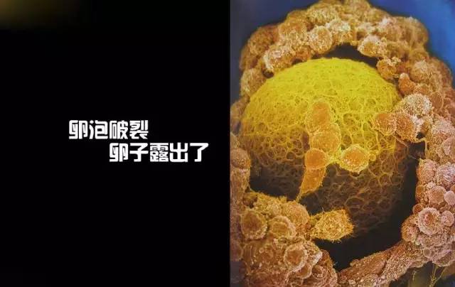 造人计划之前必须要做的几件事,造人是个很辛苦的事情