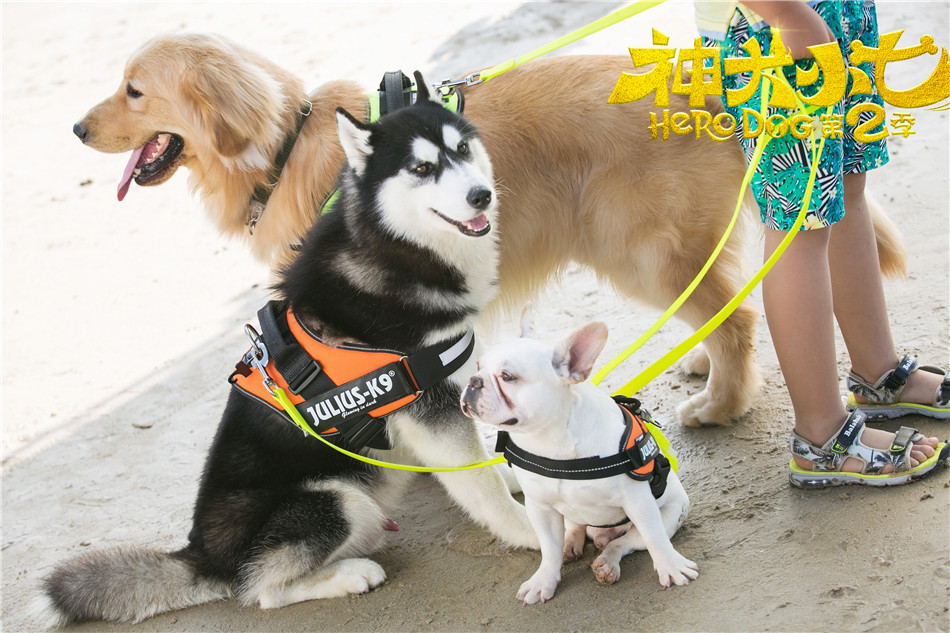 神犬小七正片,神犬小七第二季海报