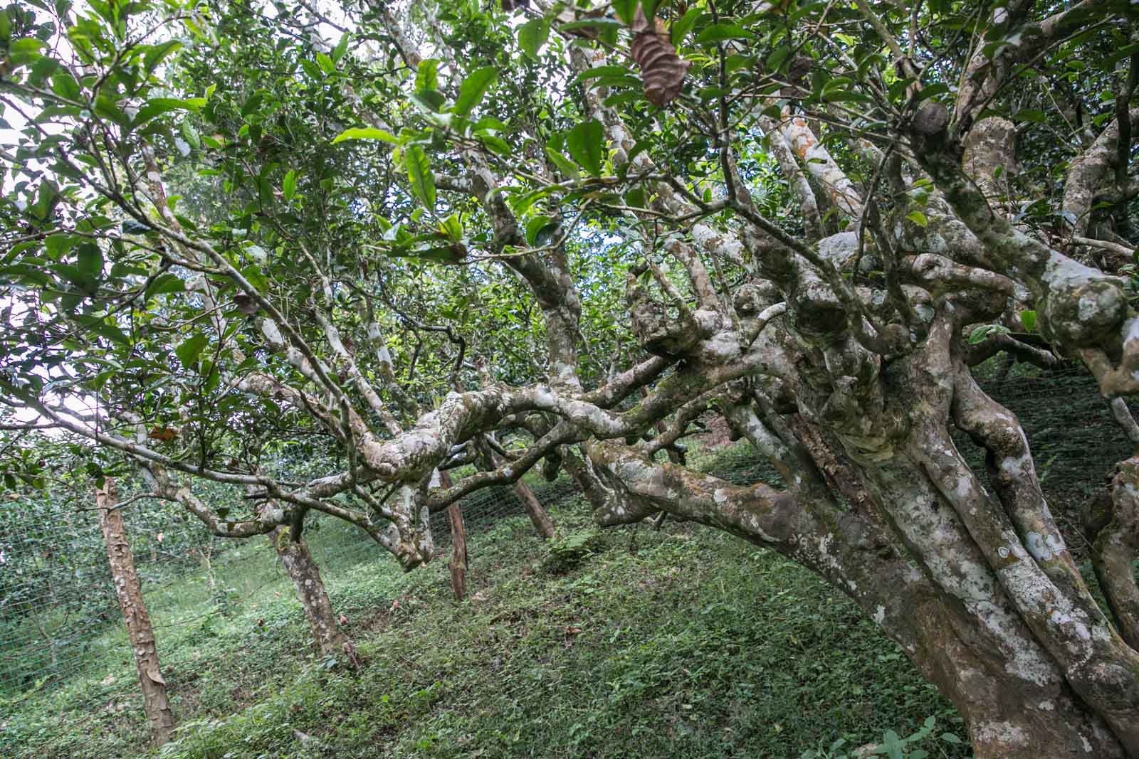喂，福建白，你们家来了个亲戚叫云南白！