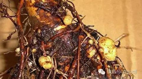 怎样防治月季虫害和病害,月季病害及防治药品清单