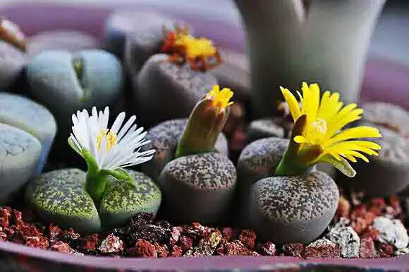 生石花晒伤了怎么处理,生石花晒伤为什么不能浇水