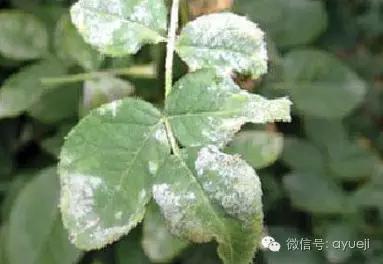 怎样防治月季虫害和病害,月季病害及防治药品清单