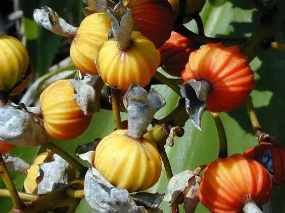 美得不行的月季图片,美得不行的月季