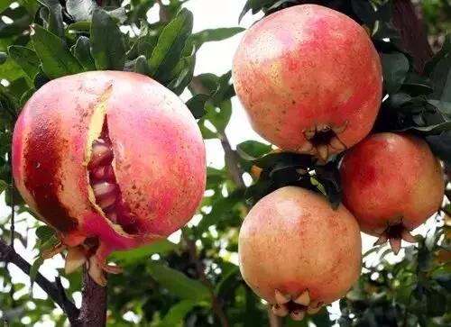 烟台常吃的水果有哪些,六月底七月初烟台的水果