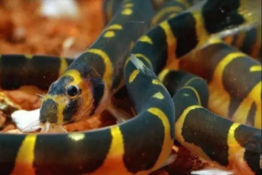 鱼缸清洁利器用什么鱼,实用鱼缸清洗工具大全图解