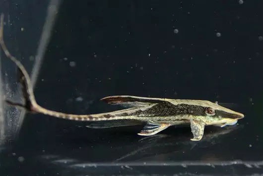 鱼缸清洁利器用什么鱼,实用鱼缸清洗工具大全图解