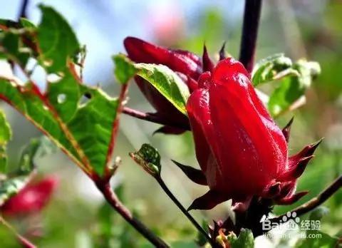 十大不敢吃的奇葩水果,史上最奇葩的六种水果