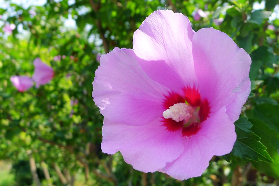 朝开暮落，转“蕣”即逝，植物里的人生况味
