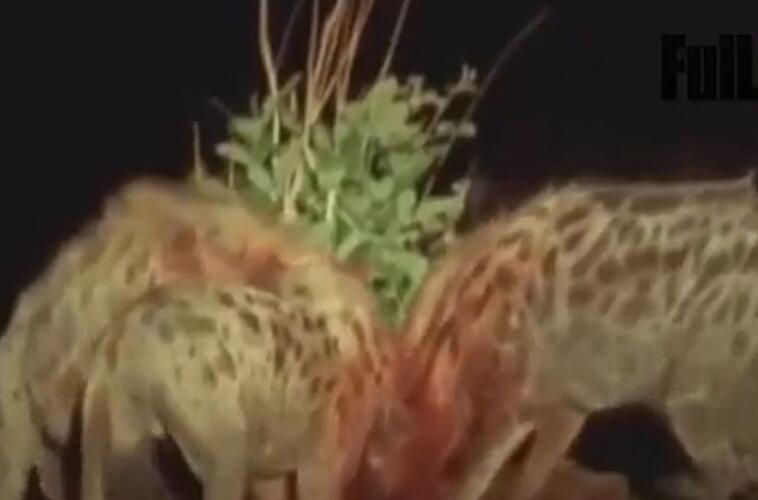 鬣狗吃小象的真实视频,鬣狗吃掉小象