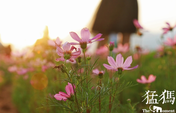 美爆了！国贫村成花海：鲁山34户贫困户，都成了景区大股东