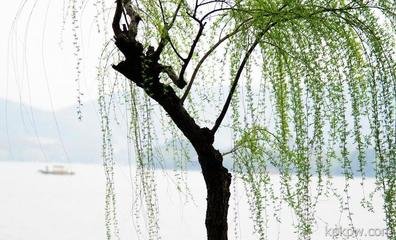 房子后面为什么不能种核桃树,为什么房前屋后不能栽柳树