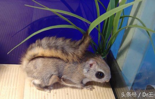 生吃鼯鼠肉，男子竟罹患急性胆囊炎！