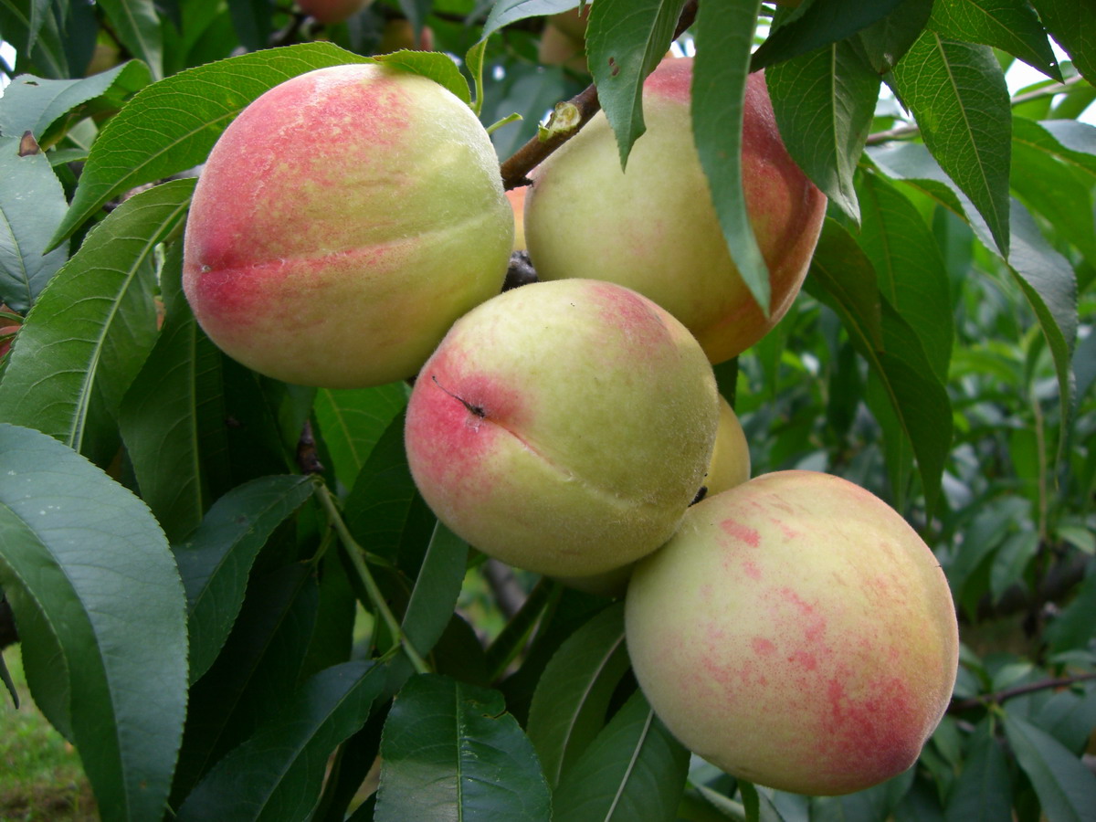 ​还被痛经困扰吗？让这九个验方来帮你！