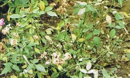 怎样防治月季虫害和病害,月季病害及防治药品清单