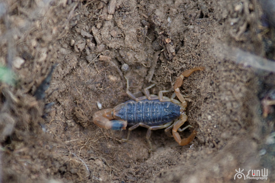 国家保护动物昆虫有哪些,十大保护动物昆虫