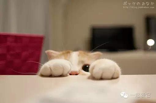 小奶猫试吃什么猫粮,小奶猫喂它们吃什么