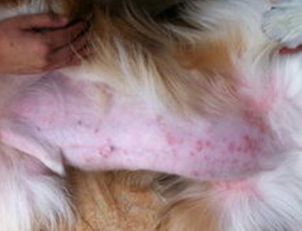 狗狗皮肤长红斑脱毛怎么处理,狗狗突然严重脱毛有红斑
