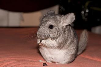 龙猫难养吗,龙猫为什么不适合养