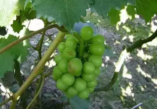 一篇文章搞懂勃艮第葡萄酒分级,葡萄日灼的原因及治疗方法