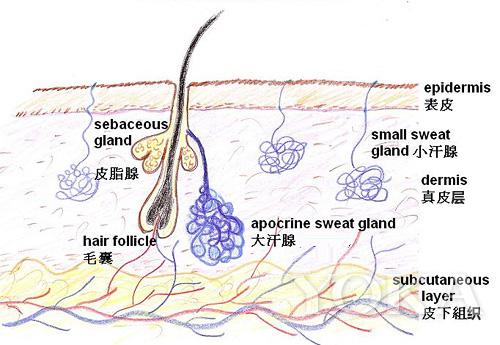 夏天避免尴尬的汗味,夏天最让你尴尬的是什么