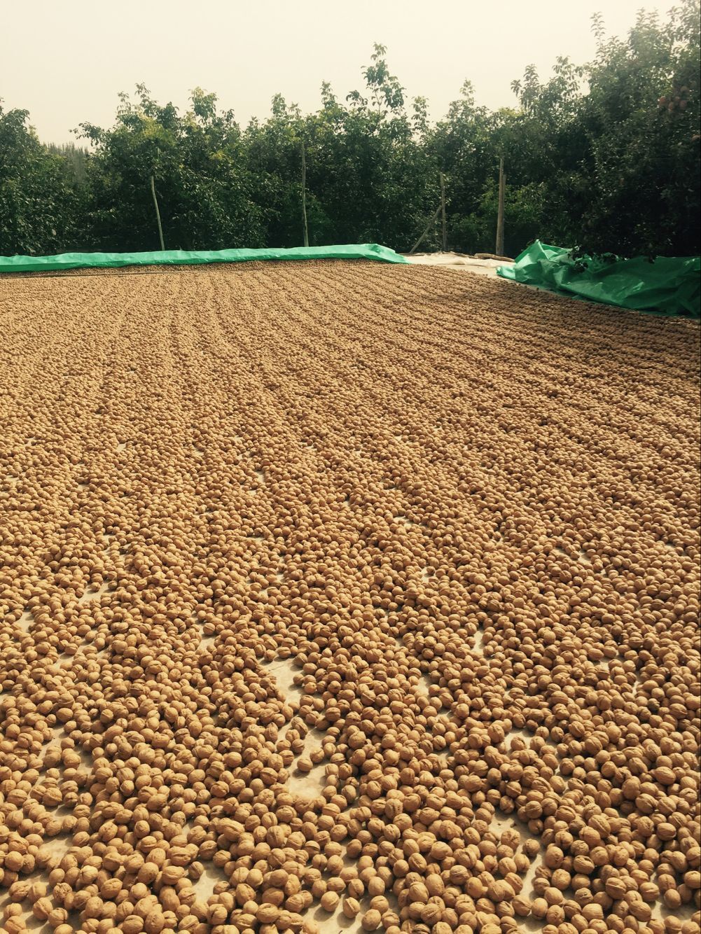 疆产核桃仁,新疆核桃和普通核桃的区别