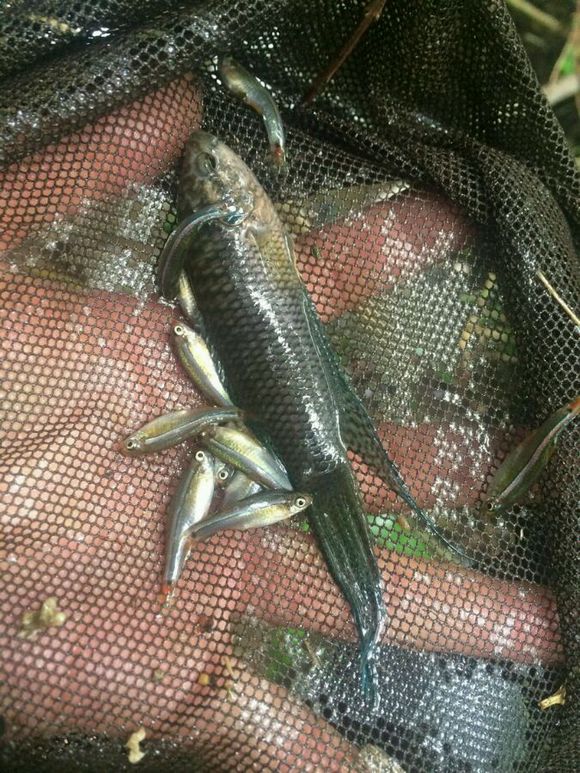 洞里发现玉石原石,洞里发现绿石