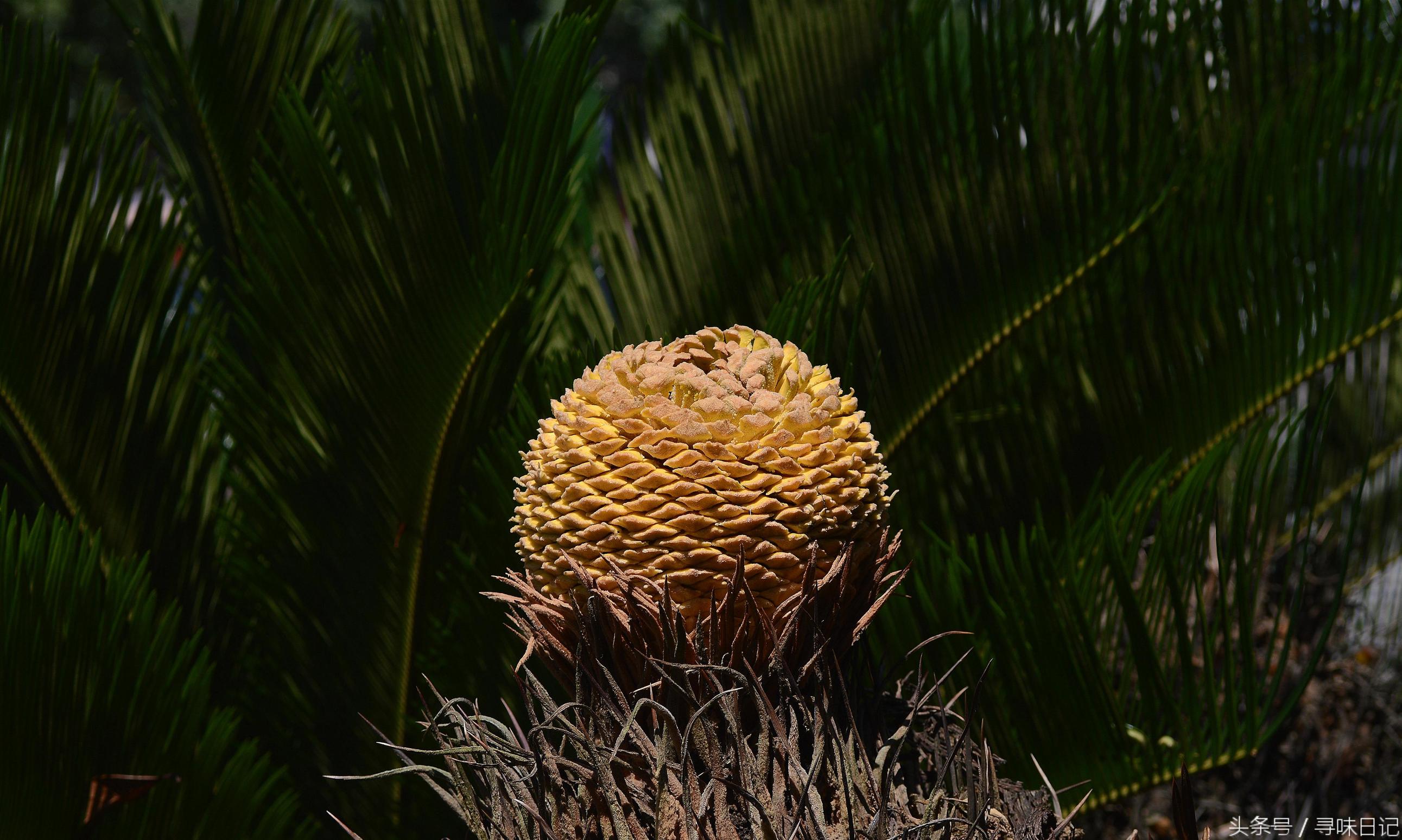 铁树开花主治功效,铁树开花的功效和用途