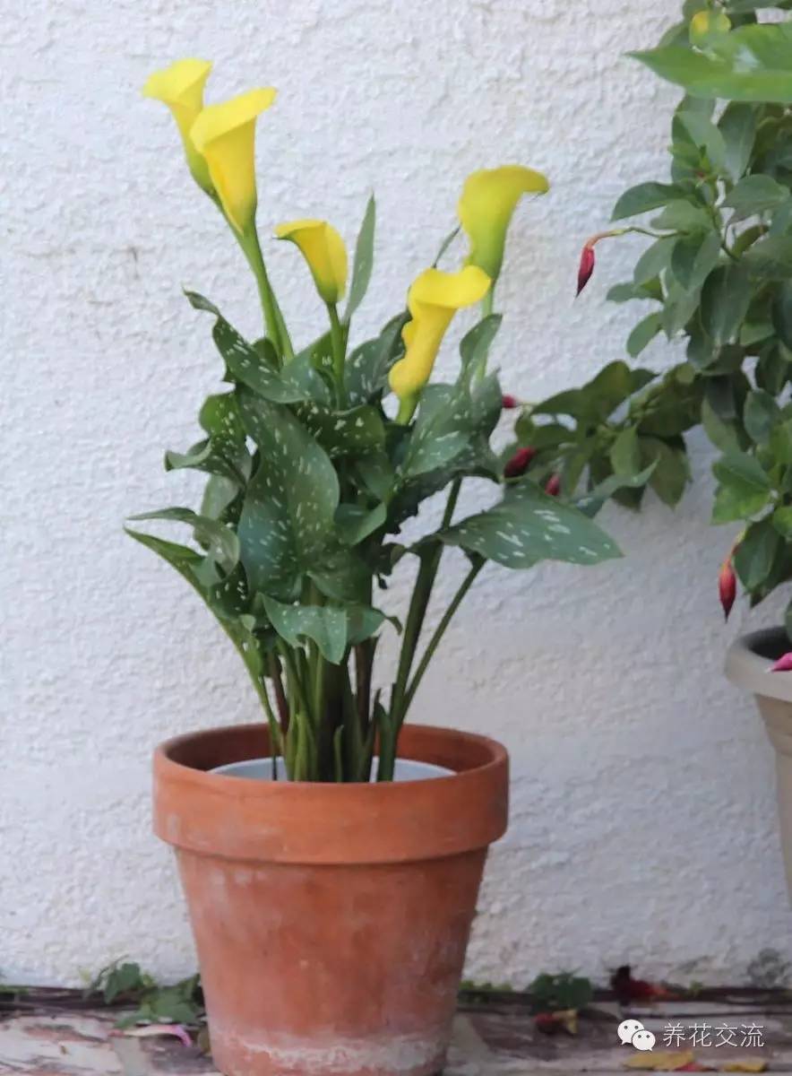 10种秋季开花的植物,8种夏季开花的植物