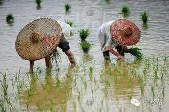 湖南乡村记实《童年杂记——虫伴》，值得一读！