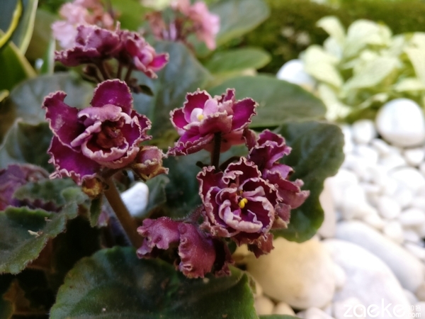 一加3手机值得入手吗,一加手机3性能测评