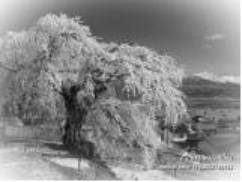 OLYMPUSPEN-F开发团队访谈