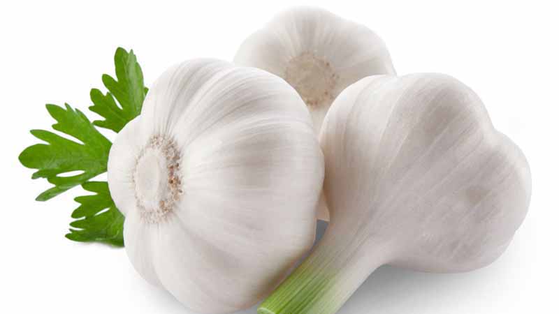 其实它药用价值很高,有多少人知道它的作用和药用价值