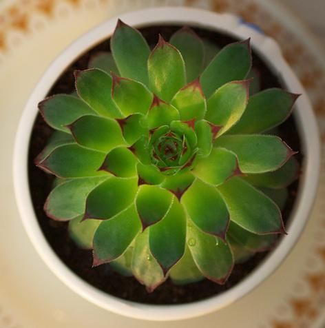 什么花属于吸毒植物,分享五款吸毒植物选盆搬回家吧