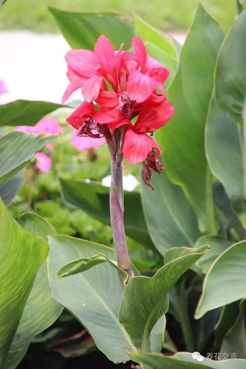 10种秋季开花的植物,8种夏季开花的植物